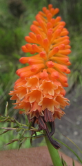 Kniphofia evansii