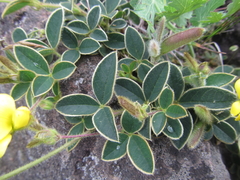 Argyrolobium sericosemium