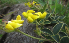 Argyrolobium sericosemium