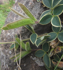 Argyrolobium sericosemium