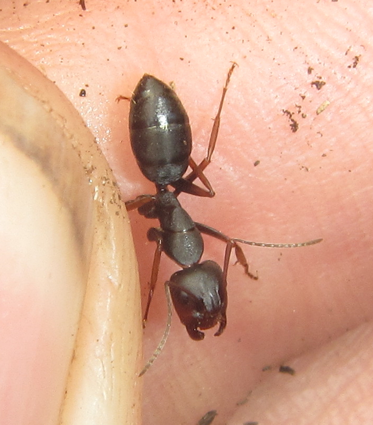 Camponotus tauricollis