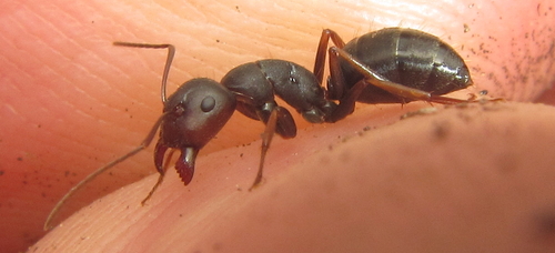 Camponotus tauricollisCamponotus tauricollis