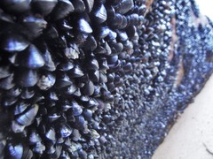 Xenostrobus neozelanicus