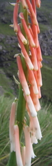 Kniphofia angustifolia