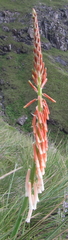Kniphofia angustifolia