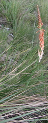 Kniphofia angustifolia