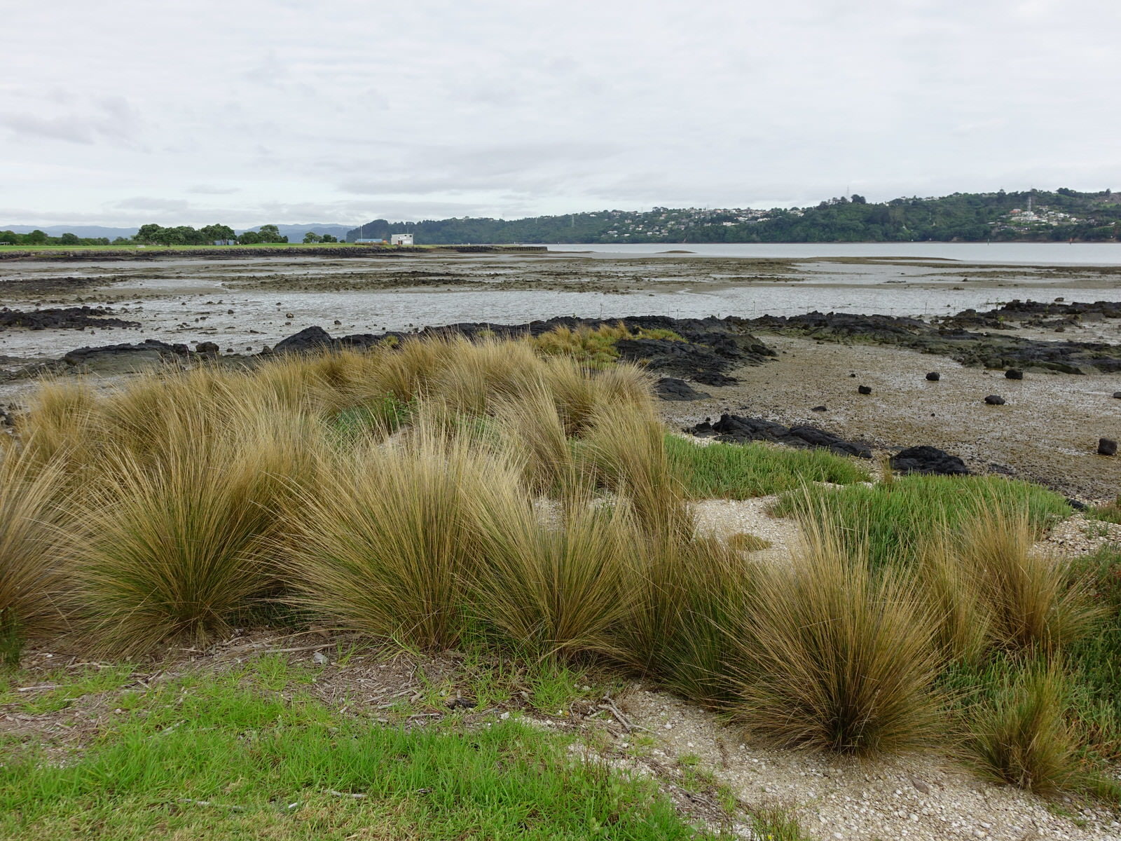 Austrostipa