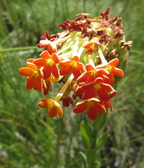 Glumicalyx goseloides