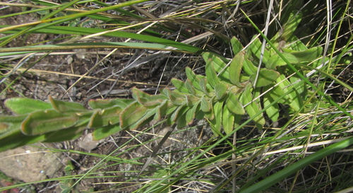 Image of Gooseneck Drumsticks (Glumicalyx goseloides) by (c) Robert Taylor, some rights reserved (CC BY)
