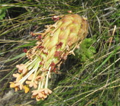 Glumicalyx goseloides