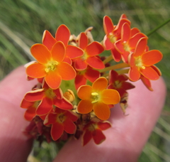 Glumicalyx goseloides