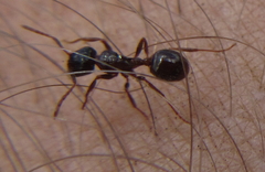 Myrmicaria basutorum