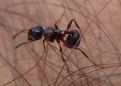 Myrmicaria basutorum