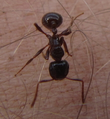 Myrmicaria basutorum