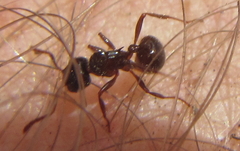 Myrmicaria basutorum