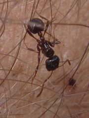 Myrmicaria basutorum