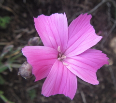 Dianthus basuticus
