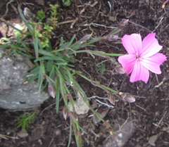 Dianthus basuticus