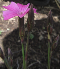 Dianthus basuticus