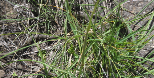 Amplorhinus multimaculatus