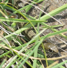 Amplorhinus multimaculatus