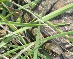 Amplorhinus multimaculatus