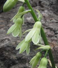 Ornithogalum viridiflorum