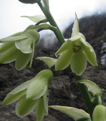 Ornithogalum viridiflorum