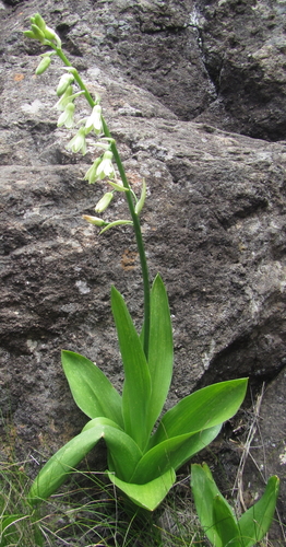 Image of Ornithogalum viridiflorum by (c) Robert Taylor, some rights reserved (CC BY)
