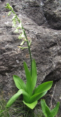 Ornithogalum viridiflorum