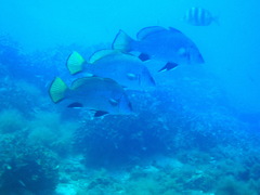 Sciaena umbra