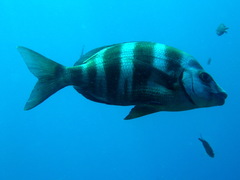 Diplodus cervinus