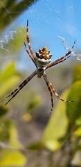 Argiope butchko