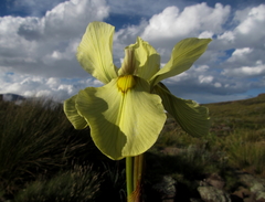 Moraea alticola