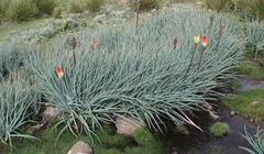 Kniphofia caulescens