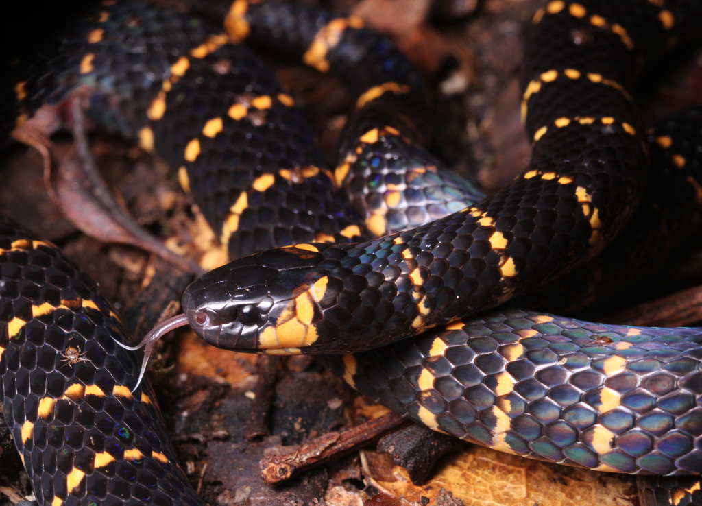 Carib Coral Snake