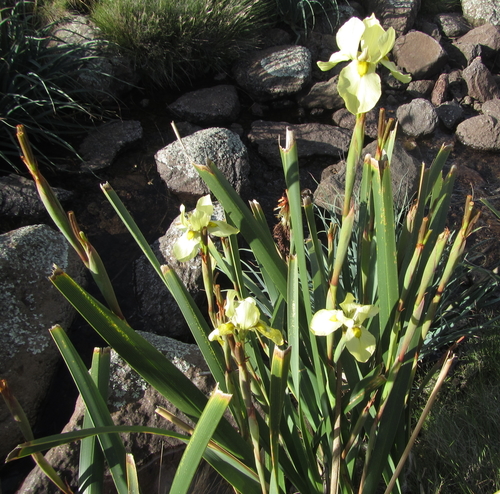 Moraea alticola, photograph 6