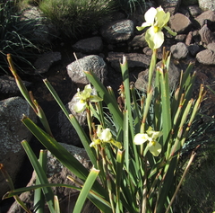Moraea alticola
