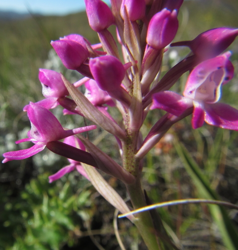Image of Disa cephalotes by (c) Robert Taylor, some rights reserved (CC BY)