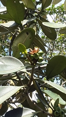 Clusia congestiflora