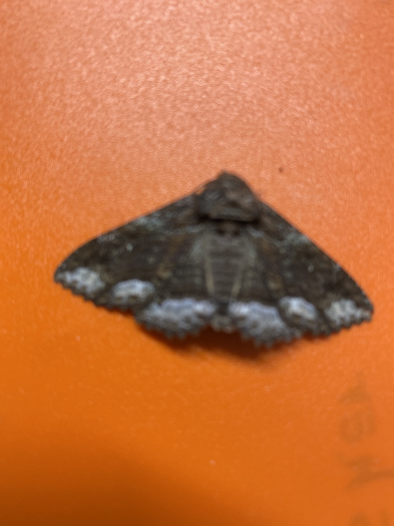 Lunate Zale Moth from Rieti Dr, Crowley, TX, US on July 23, 2023 at 10: ...