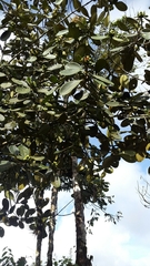 Clusia congestiflora