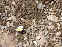 Callianthemoides semiverticillata