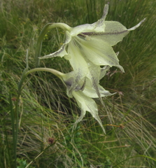 Gladiolus longicollis longicollis