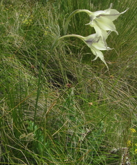 Gladiolus longicollis longicollis