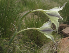 Gladiolus longicollis longicollis