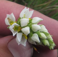 Schizochilus flexuosus
