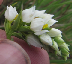 Schizochilus flexuosus