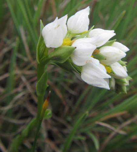 Image of Winding Splitlip Orchid (Schizochilus flexuosus) by (c) Robert Taylor, some rights reserved (CC BY)