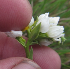 Schizochilus flexuosus